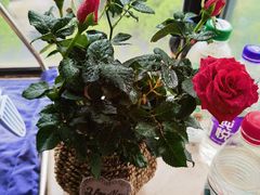 -双季花艺园艺市场(浦东店)