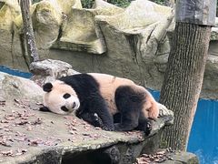 -中国大熊猫保护研究中心雅安碧峰峡基地