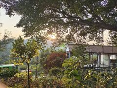 -深圳仙湖植物园