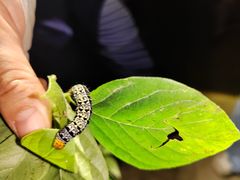 -火炉山森林公园