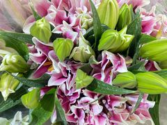 -三圣花乡旅游区