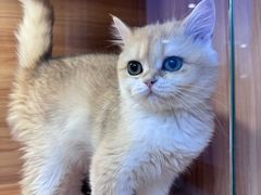 -猫十亿·布偶金渐层·曼基康矮脚猫舍(青年路店)