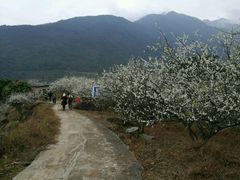 -广州市流溪河国家森林公园