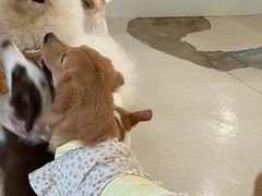 -共舞时光猫咖·狗咖(新街口店)