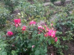 -人民公园(罗湖区)