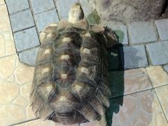 -上海大自然野生昆虫馆(东方明珠·爬宠昆虫探索中心)