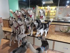 -Husky Go! 哈士奇体验馆·宠物咖啡厅狗咖
