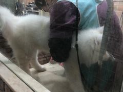-宠颐生汉谟拉比宠物医院