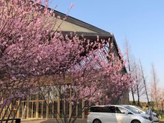 -田园东方蜜桃村的田野营地