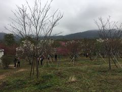 -天适樱花悠乐园