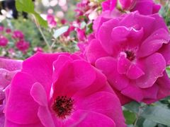 -人民公园(罗湖区)