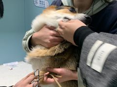 -关爱动物医院·心脏·中兽医·异宠(金牛路分院)