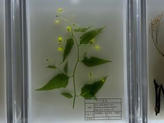 -广东中医药博物馆