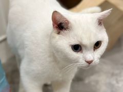 -楼上猫咖(罗湖店)