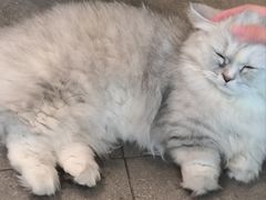-飞行喵MR PILOT|猫舍·猫咖(静安大融城店)