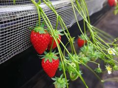 -庆丰包子铺(百旺店)