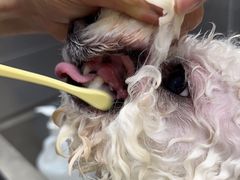 -北京观赏动物医院·24小时大型综合·猫专科·异宠专科