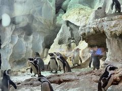 -帝企鹅自助餐厅•儿童岛•真企鹅(长隆企鹅酒店)