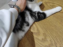 -藏猫猫咖啡主题馆(中央大道店)