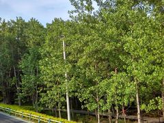 -合肥滨湖国家森林公园