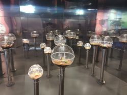 -七巧国萌宠乐园(龙湖天街店)