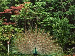 -上海野生动物园