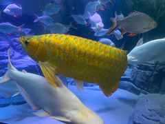 -上海海洋水族馆