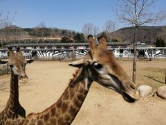 -大连森林动物园