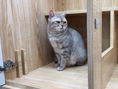 -爱洗澡的猫(天河路店)
