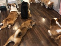 -柯斗斗主题餐厅·狗咖·围炉煮茶·茶饮(国瑞升平里店)