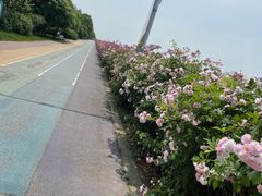 -贡湖湾湿地公园