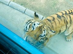 -北京野生动物园