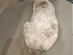 -藏猫猫咖啡主题馆(中央大道店)