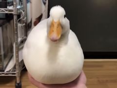 -渝梓味半自助火锅(商贸城店)