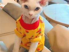 -猫腻·猫咖·撸猫馆(星光大道店)