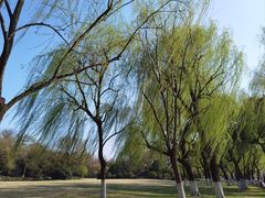 -柳浪闻莺公园