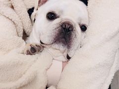 -萌宠之家·腊肠犬·马尔泰·小体犬舍