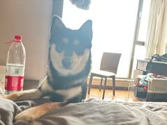 -纳吉亚猫专科动物医院·北北分院