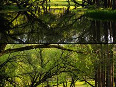 -上海共青森林公园