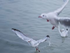 -深圳湾公园(南山区)