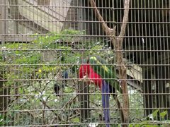 -新加坡飞禽公园