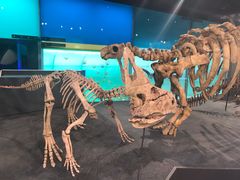 -墨尔本博物馆(Melbourne Museum)