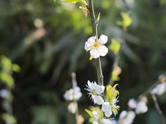 -广州市流溪河国家森林公园