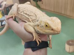 -藦茜花园宠物主题亲子互动体验馆(国顺东路店)