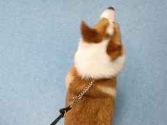 -博特宠物医院24h犬猫全科.骨科·异宠