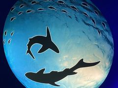 -上海海昌海洋公园