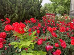 -大兴滨河森林公园