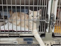 -瑞派动物医院·猫专科·至诚(江南中分院)