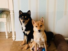 -达爱动物医院·犬猫分区·CT·复杂眼科(远洋山水分院)