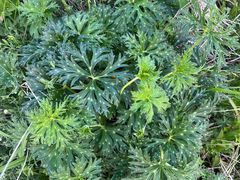 -白草畔自然风景区